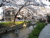 sakura made for kyoto